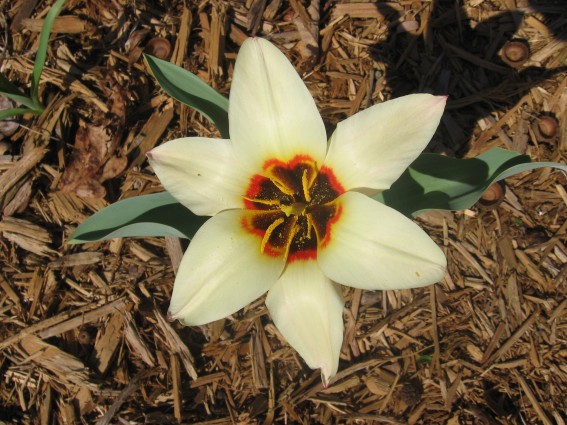 First Tulip of 2007
